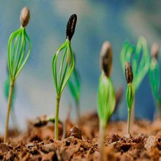 Levée germination : Vigueur et énergie germinative